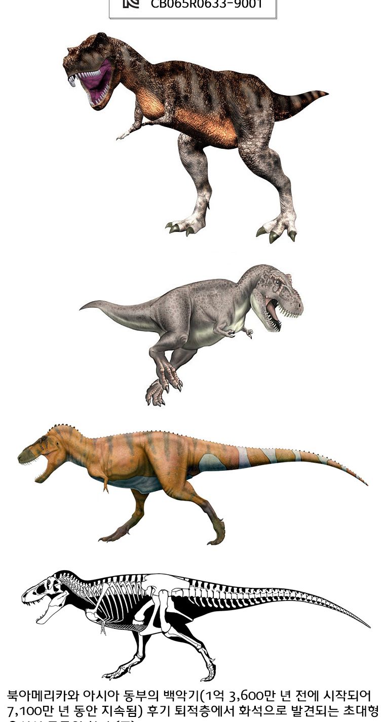 3D 입체 나무 공룡 티라노사우루스/공룡학습/공룡공부/공룡만들기/학습용공룡/교육용공룡/DIY공룡/만들기공