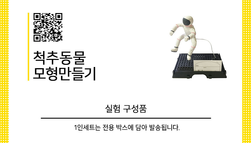 척추 동물 모형 만들기 1인 세트 척추동물모형 척추동물모형교구 교구모형 척추동물관찰모형 과학교구 과학모형 모형 학습모형 과학학습교구 과학학습모형