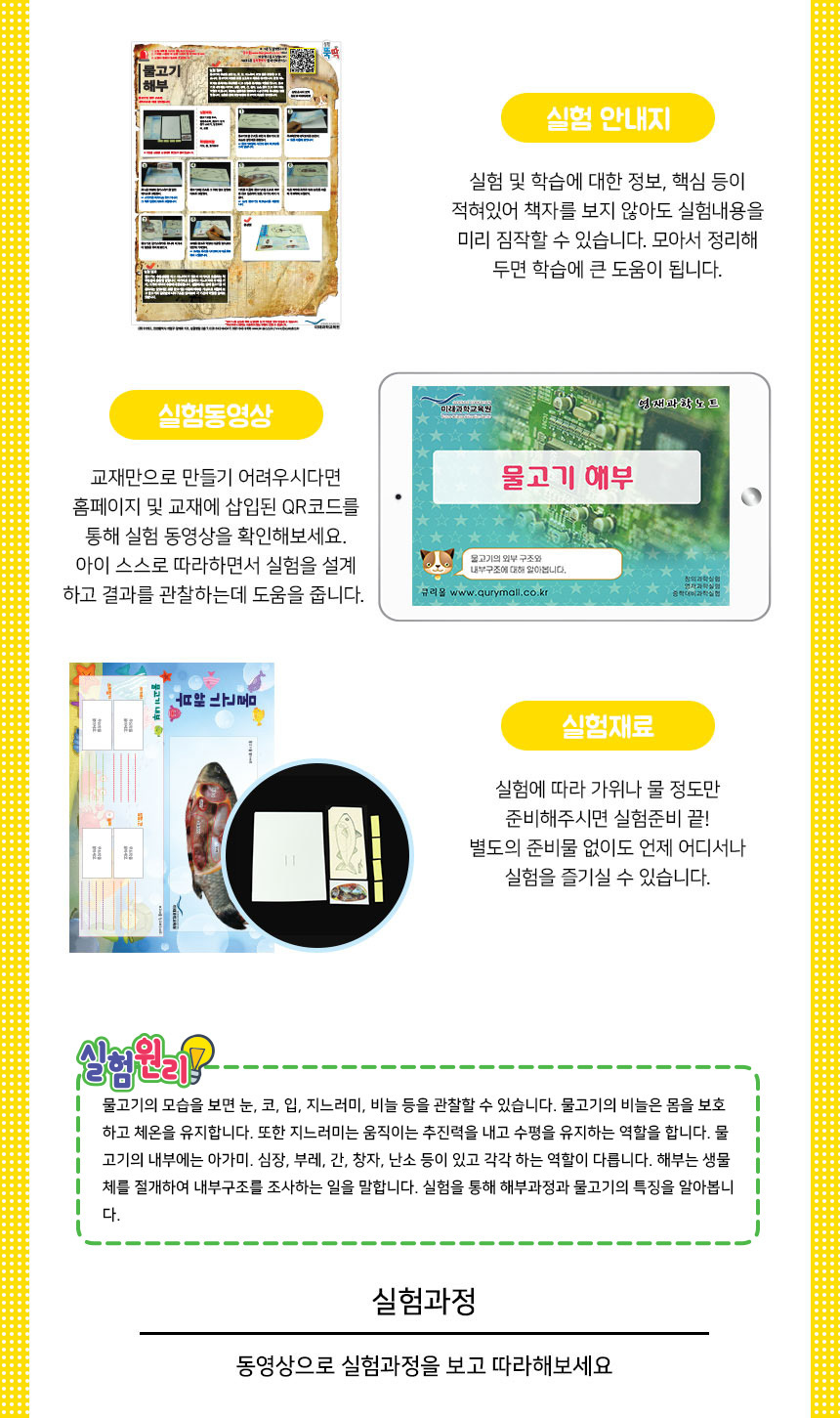 물고기해부 만들기 5인세트 물고기해부도만들기 DIY물고기해부도 물고기해부관찰 물고기해부실습 물고기해부학습 물고기해부공부 물고기해부조사 물고기내부학습 초등물고기해부도 어린이물고기해부도