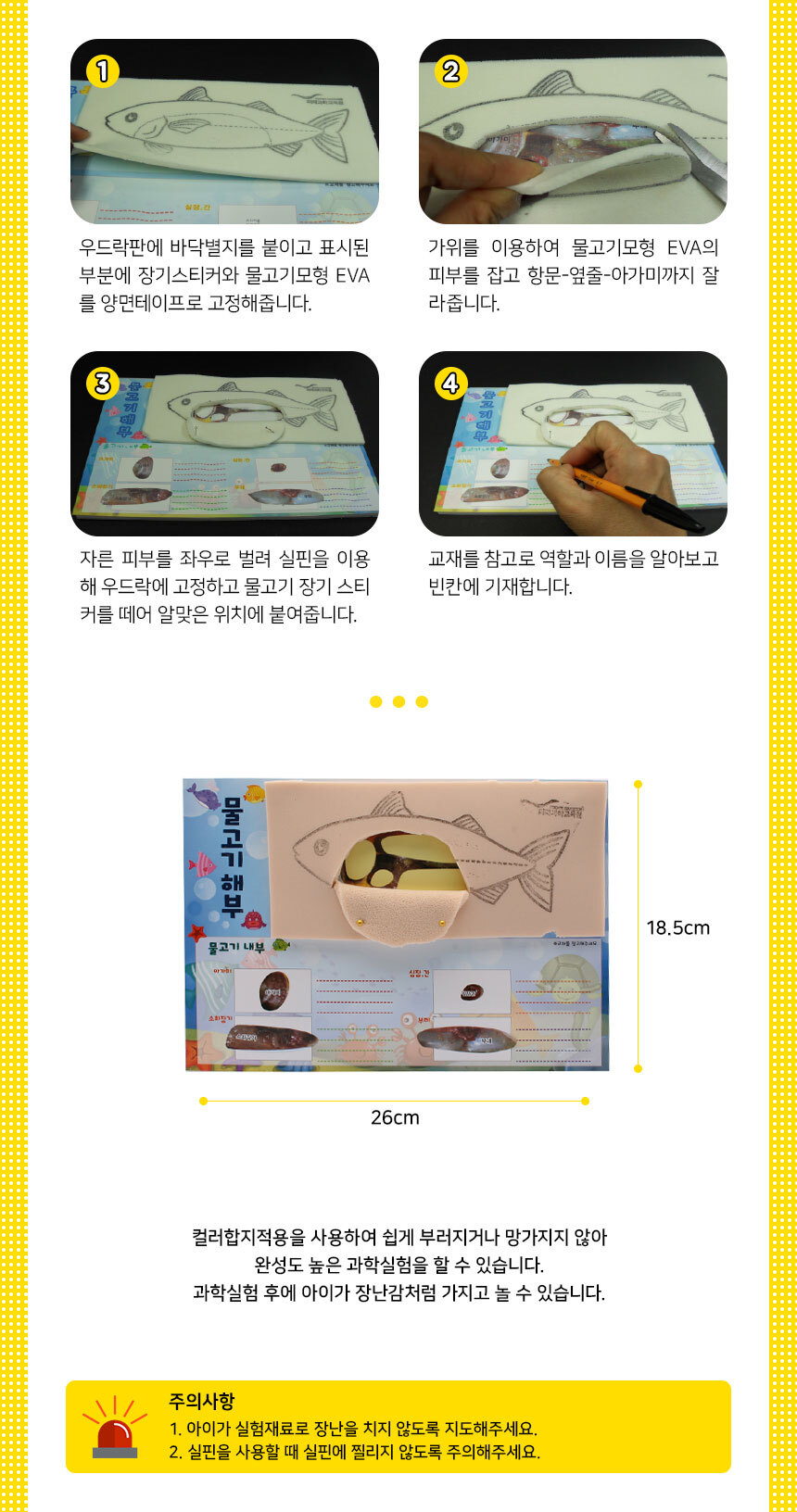 물고기해부 만들기 5인세트 물고기해부도만들기 DIY물고기해부도 물고기해부관찰 물고기해부실습 물고기해부학습 물고기해부공부 물고기해부조사 물고기내부학습 초등물고기해부도 어린이물고기해부도