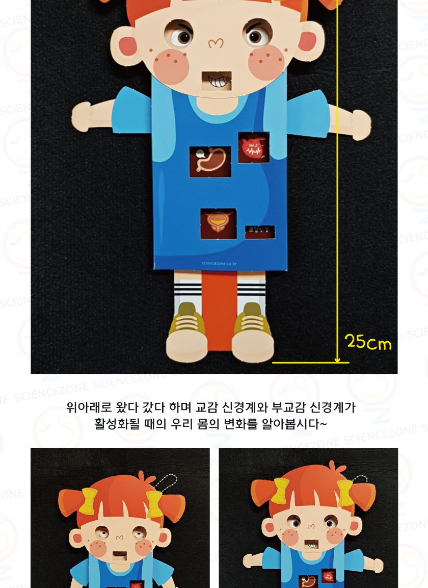 인체의비밀 - 교감 부교감 5인용 교감부교감학습교구 교감부교감학습 교감부교감 인체의비밀 과학교구 과학장난감 초등과학 초등과학교구 과학놀이 어린이과학교구