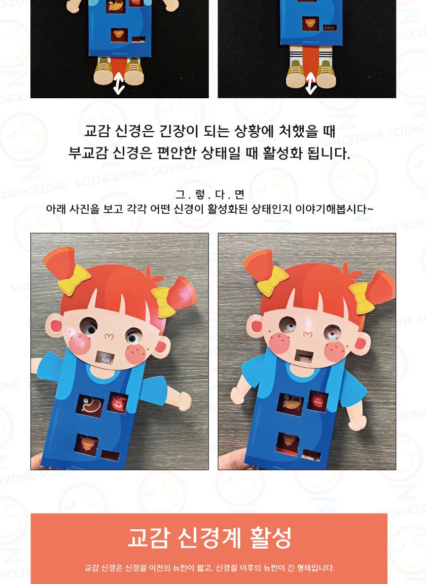 인체의비밀 - 교감 부교감 5인용 교감부교감학습교구 교감부교감학습 교감부교감 인체의비밀 과학교구 과학장난감 초등과학 초등과학교구 과학놀이 어린이과학교구