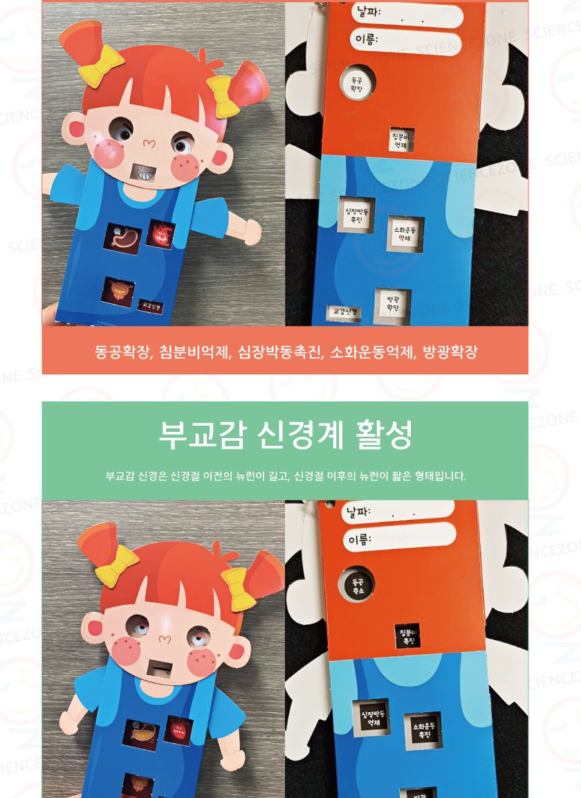 인체의비밀 - 교감 부교감 5인용 교감부교감학습교구 교감부교감학습 교감부교감 인체의비밀 과학교구 과학장난감 초등과학 초등과학교구 과학놀이 어린이과학교구