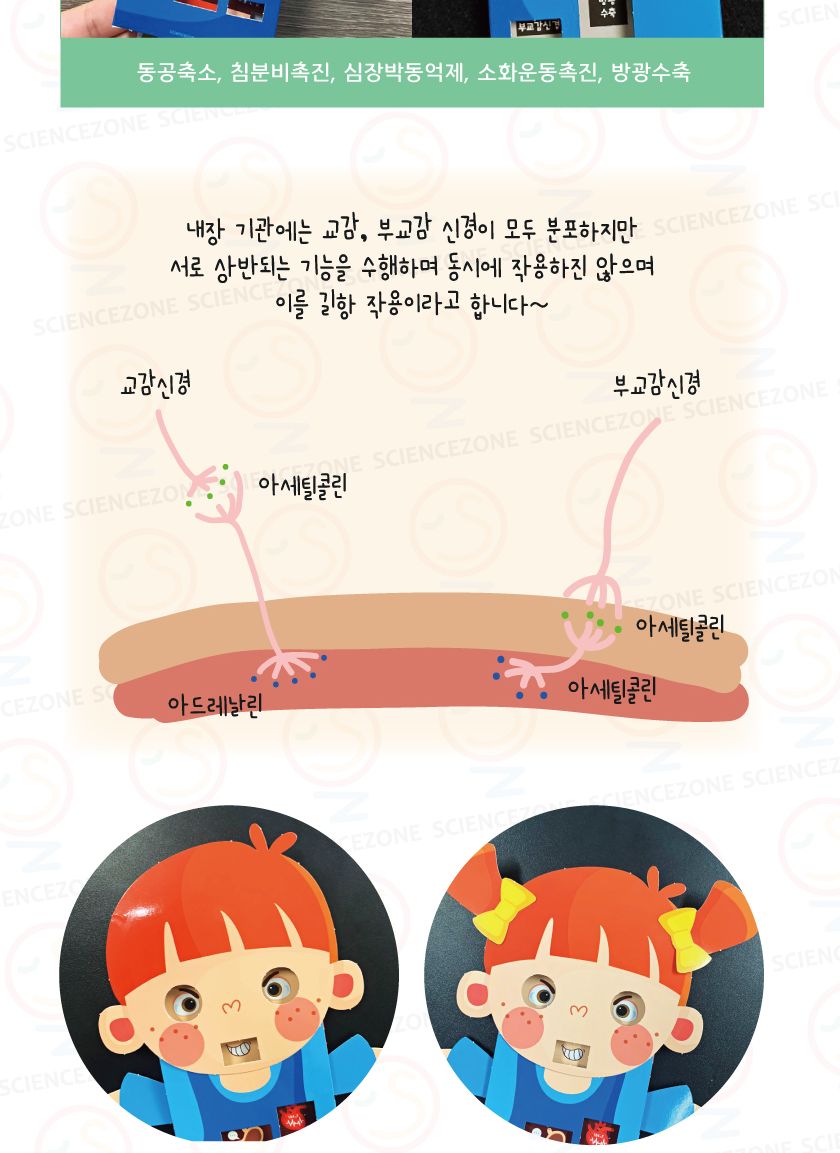 인체의비밀 - 교감 부교감 5인용 교감부교감학습교구 교감부교감학습 교감부교감 인체의비밀 과학교구 과학장난감 초등과학 초등과학교구 과학놀이 어린이과학교구