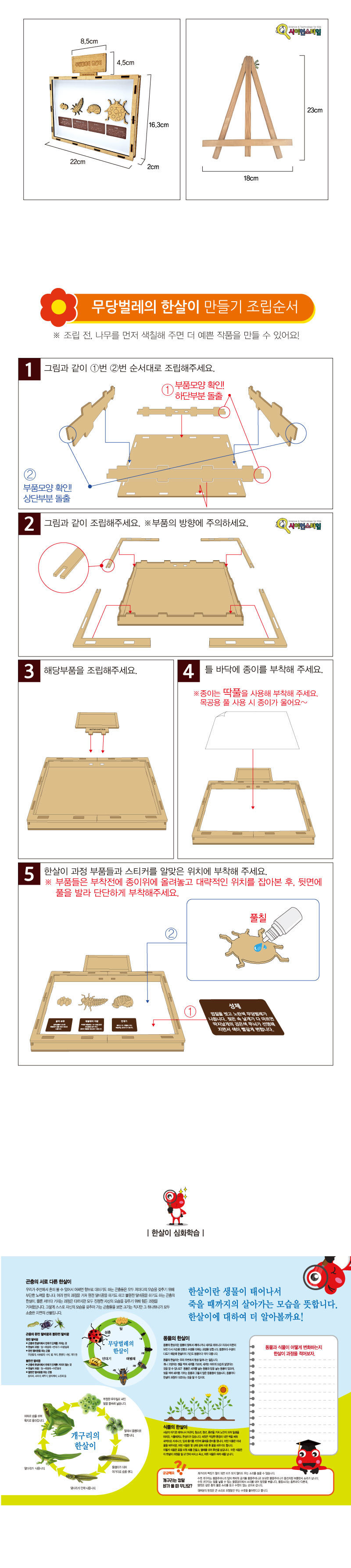 무당벌레의 한살이 만들기 브로마이드 제공 곤충 곤충학습교구 곤충학습 곤충관찰교구 곤충관찰 한살이 한살이만들기 무당벌레한살이 무당벌레한살이만들기 무당벌레한살이제작키트