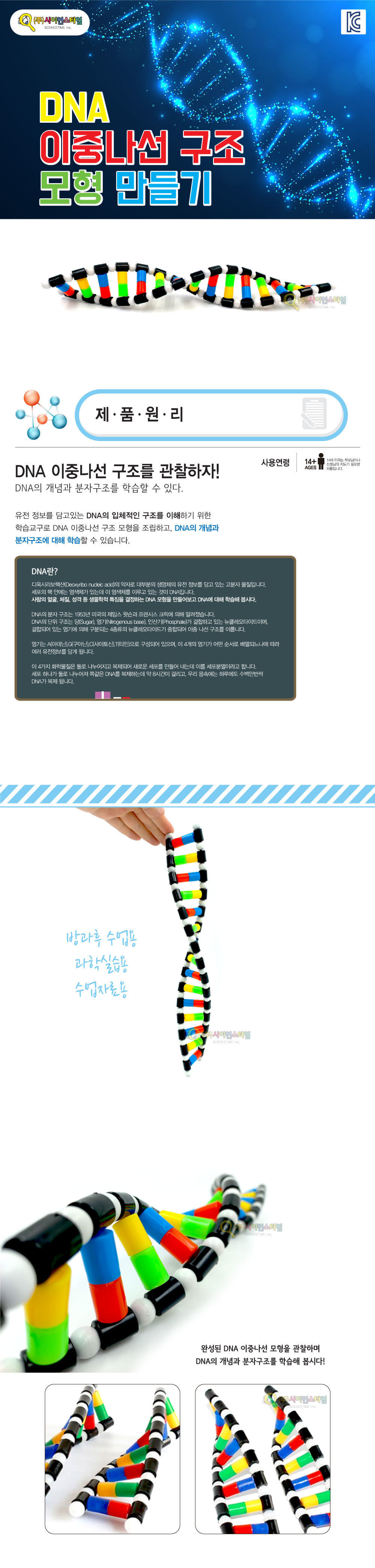 DNA 이중나선 구조 모형 만들기 DNA구조관찰 DNA이중나선만들기 DNA구조만들기 DNA모형만들기 DNA구조모형 DNA분자구조학습 DNA이중나선학습 과학수업자료 키즈과학실습 방과후수업자료