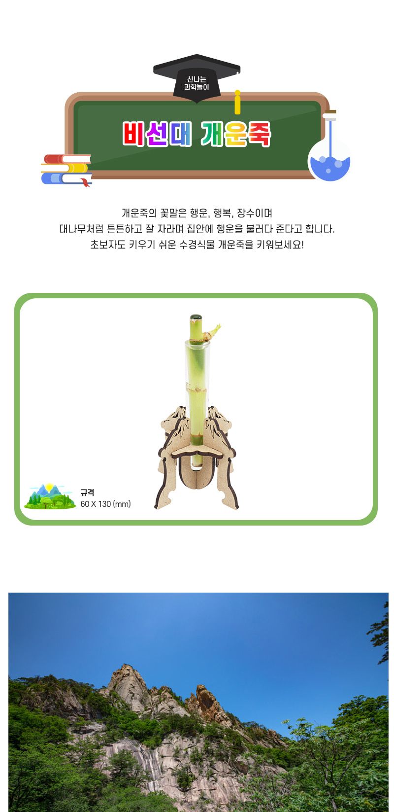 비선대 개운죽 5인 세트 개운죽 비선대개운죽 개운죽장식만들기 과학상자 과학장난감 과학놀이 만들기키트 과학만들기키트 DIY만들기 초등DIY만들기 DIY과학만들기