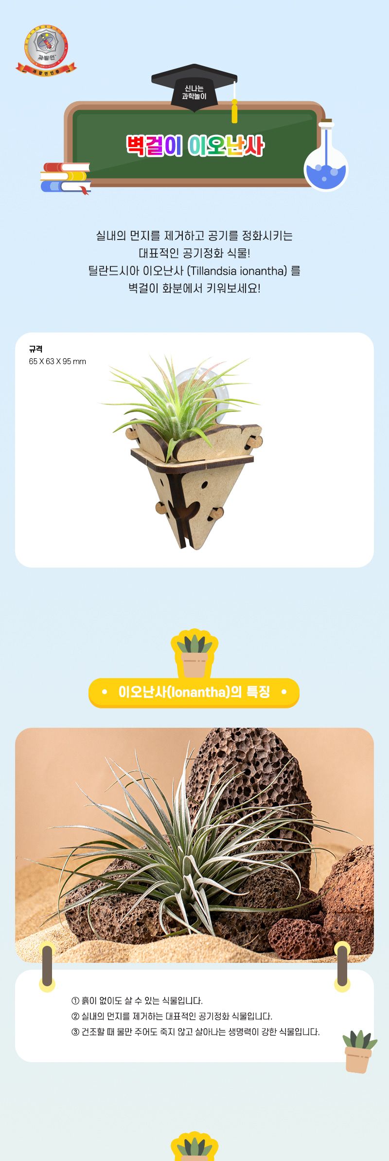 벽걸이 이오 난사 5인 세트 틸란드시아이오난사 과학상자 과학장난감 과학놀이 만들기키트 과학만들기키트 DIY만들기 초등DIY만들기 과학DIY만들기 이오난사 벽걸이이오난사