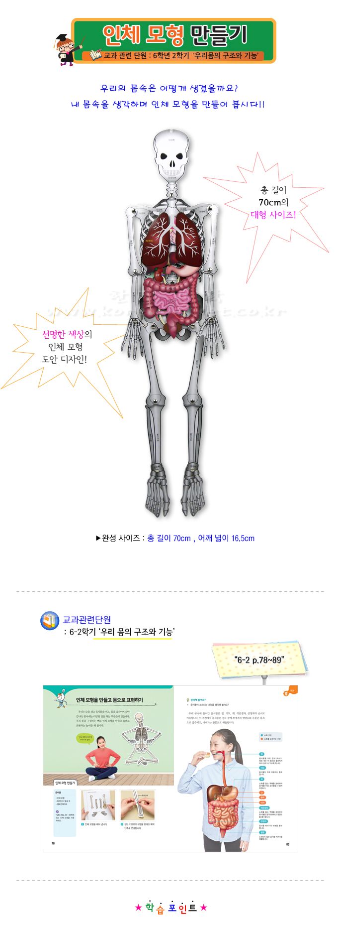 인체 모형 만들기 과학장난감 과학놀이 만들기키트 과학만들기키트 DIY만들기 초등DIY만들기 과학DIY만들기 인체모형 인체모형만들기 인체모형교구
