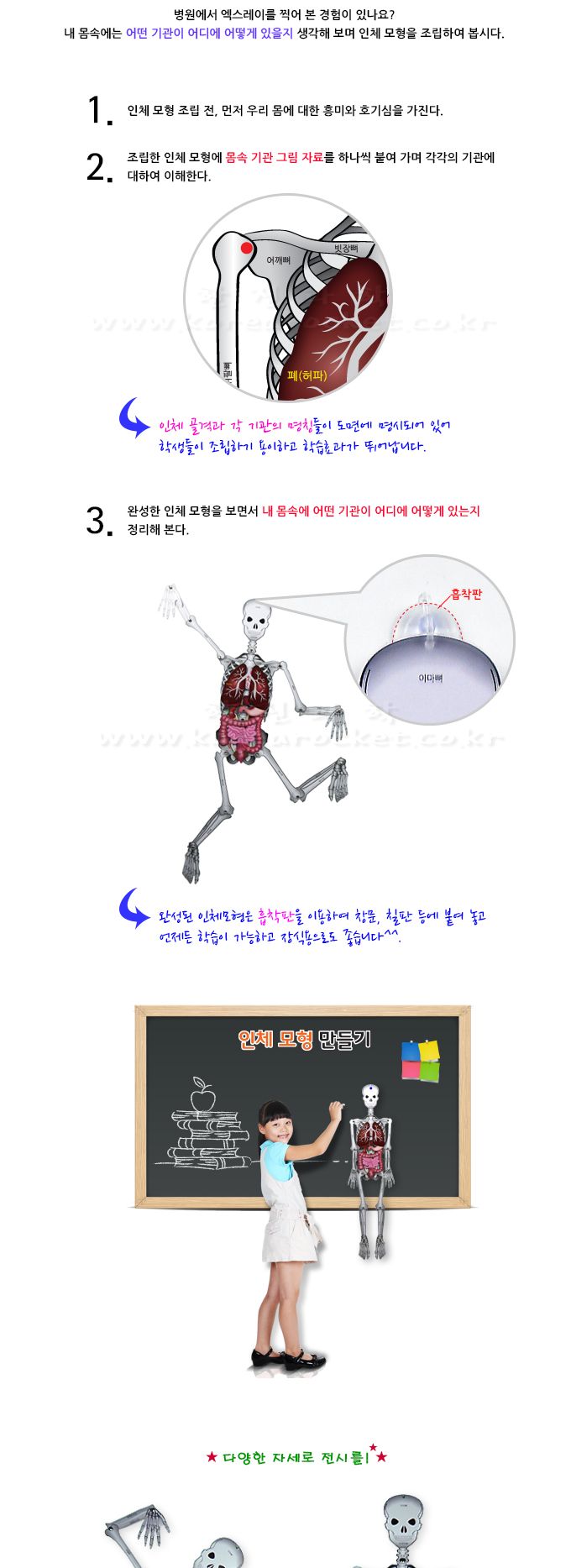 인체 모형 만들기 과학장난감 과학놀이 만들기키트 과학만들기키트 DIY만들기 초등DIY만들기 과학DIY만들기 인체모형 인체모형만들기 인체모형교구