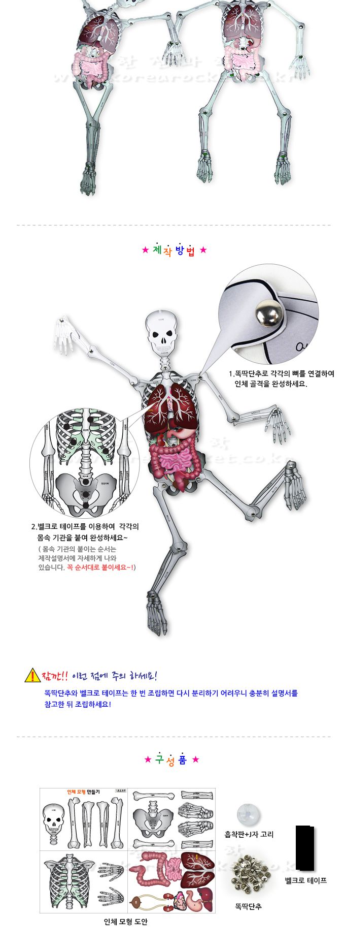 인체 모형 만들기 과학장난감 과학놀이 만들기키트 과학만들기키트 DIY만들기 초등DIY만들기 과학DIY만들기 인체모형 인체모형만들기 인체모형교구