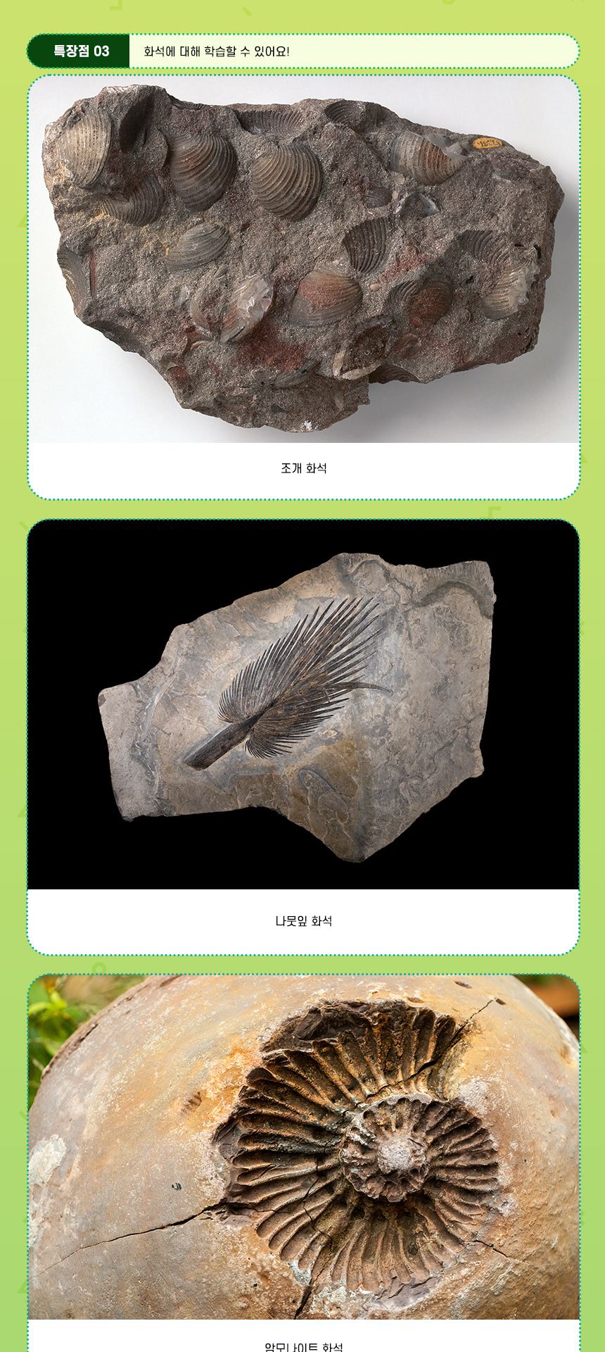 조개 화석 모형 만들기 5인 세트 초등과학교구 어린이과학교구 키즈과학교구 DIY화석모형 화석생성과정실험 화석생성실험 화석생성교육 조개화석모형관찰 학교화석실험 학원화석만들기