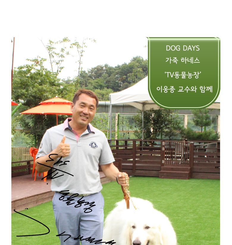 (M +3000 원형 대 +6000) (DOGDAYS)프리미엄 가죽 목줄 엘로우 (XS.S.M.L)/목줄/반려견용/강아지용/개목걸