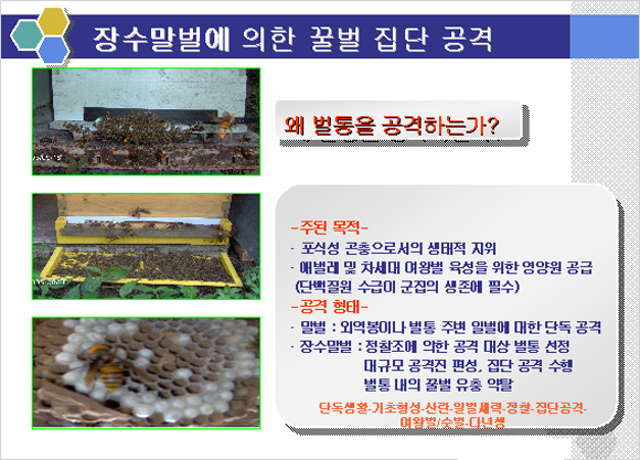 말벌포획기/말벌잡기/말벌잡이/말벌죽이기/말벌포획기/포획기/벌포획기/벌잡기/벌죽이기/벌잡는도구/벌킬러