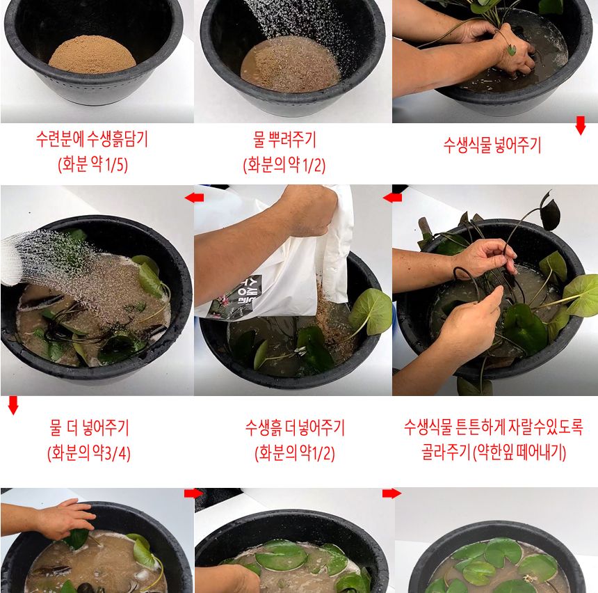 블루 수련 분대형 2호 장식화분 디자인화분 실내화분 수련분화분 식물화분 화분 인테리어화분 소품화분 정원화분 꾸미기화분