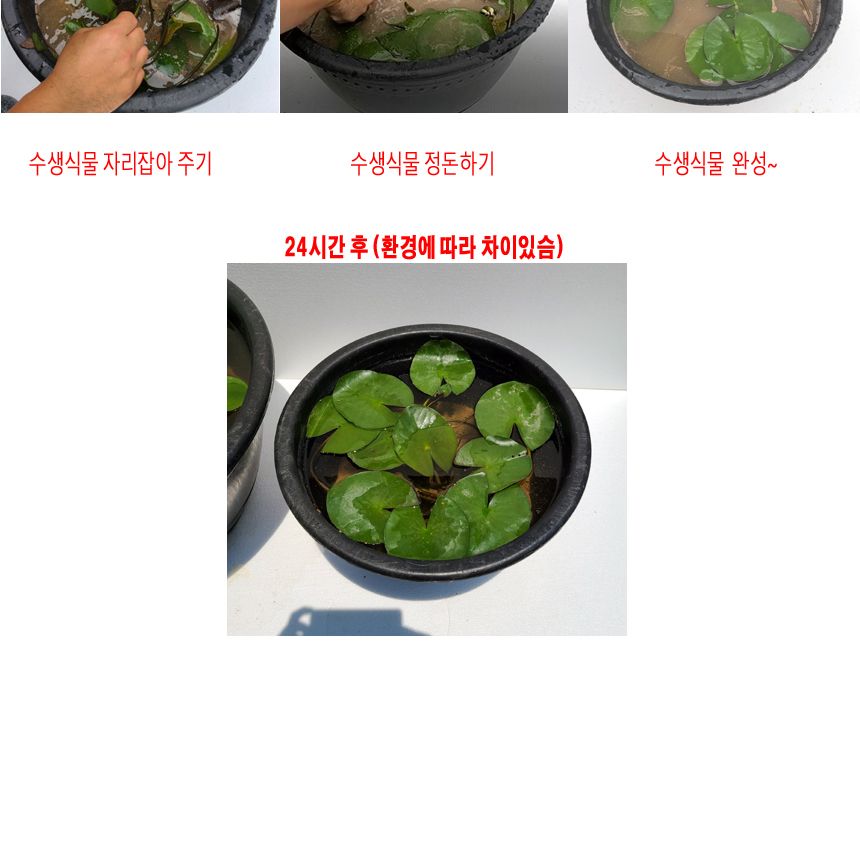 블루 수련 분대형 2호 장식화분 디자인화분 실내화분 수련분화분 식물화분 화분 인테리어화분 소품화분 정원화분 꾸미기화분