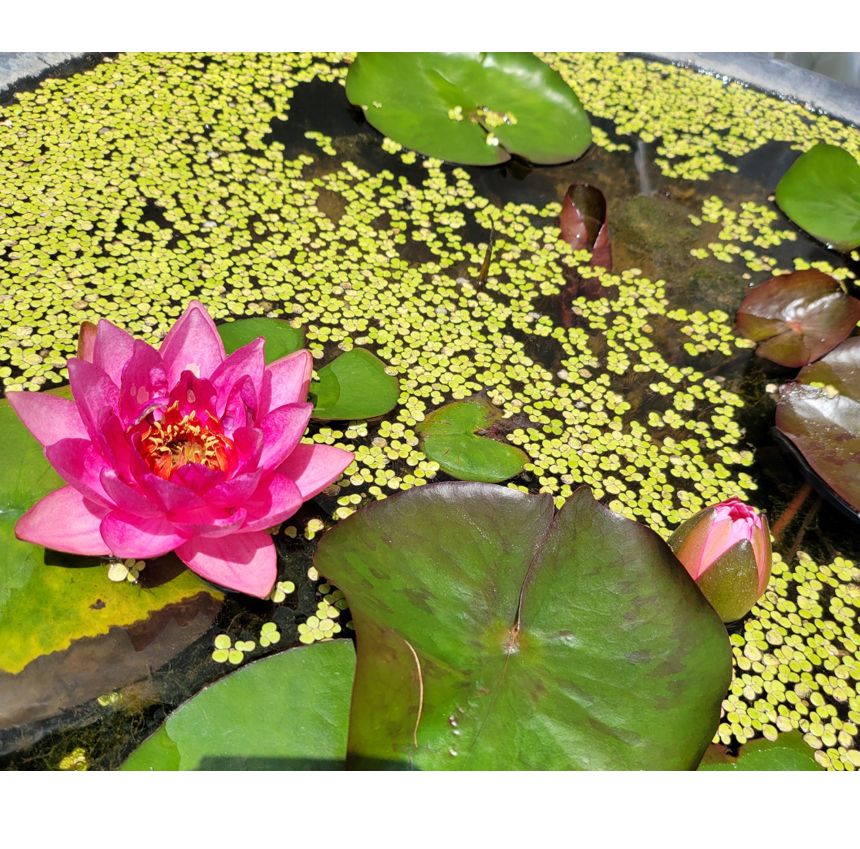 블루 수련 분대형 2호 장식화분 디자인화분 실내화분 수련분화분 식물화분 화분 인테리어화분 소품화분 정원화분 꾸미기화분