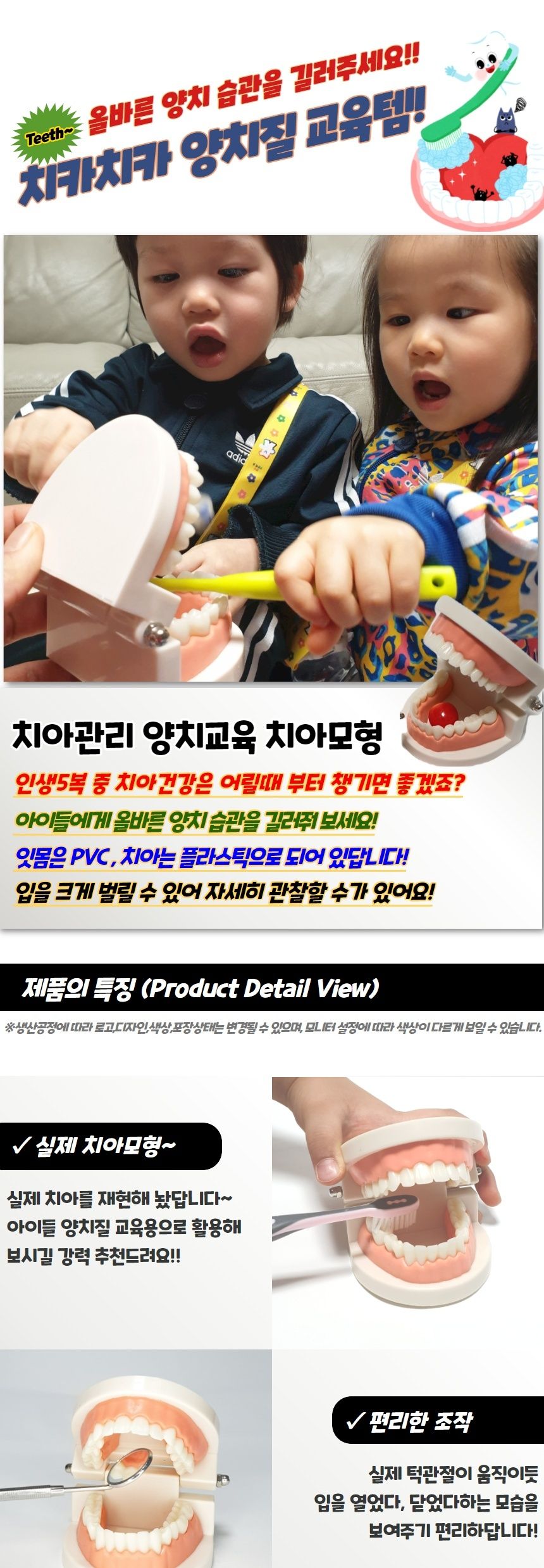 치아관리 양치교육 치아모형