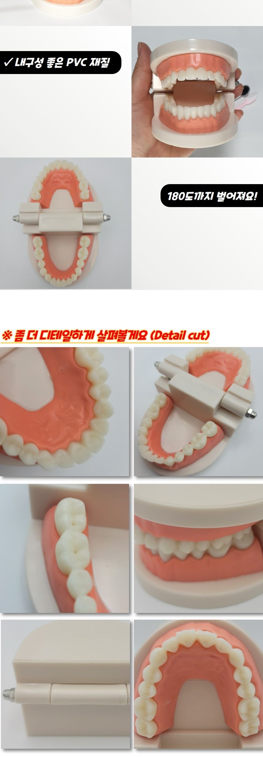 치아관리 양치교육 치아모형