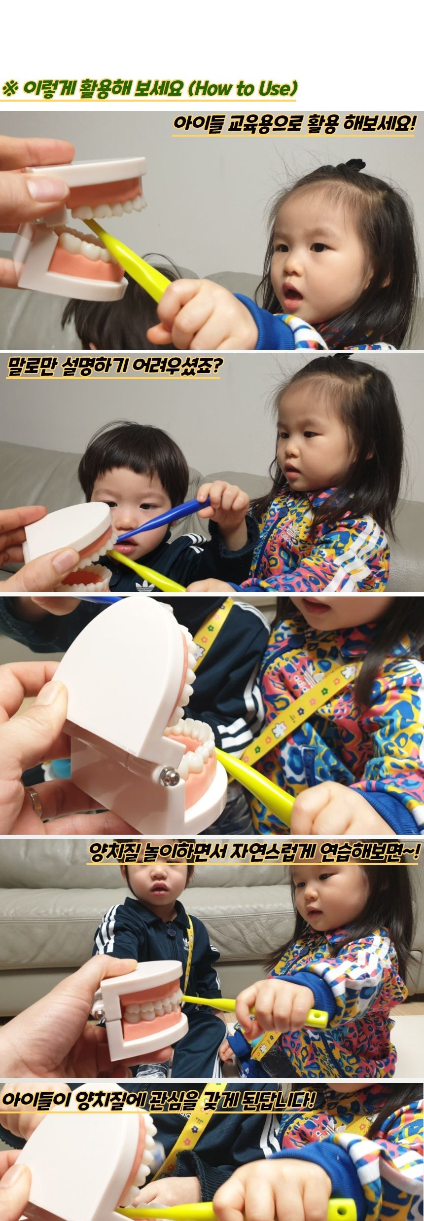 치아관리 양치교육 치아모형