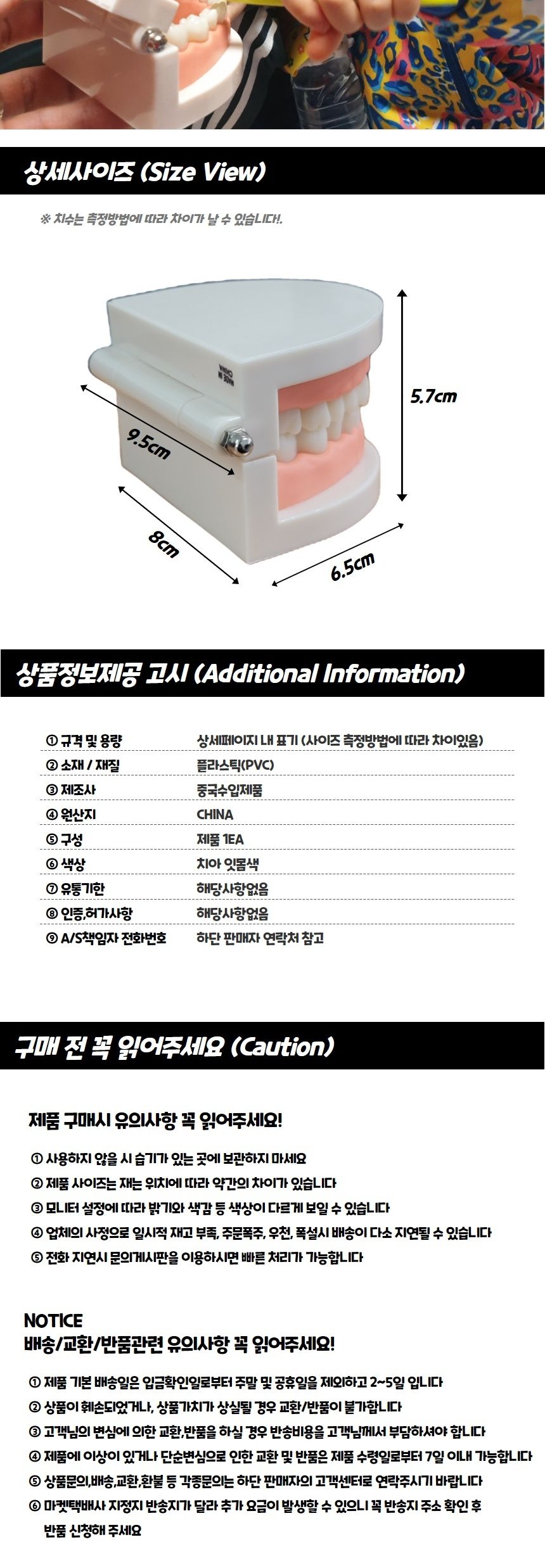 치아관리 양치교육 치아모형