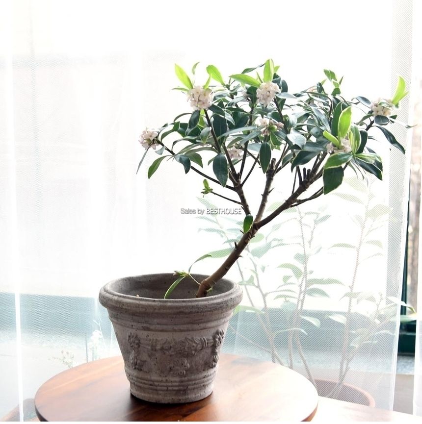 이탈리아 명품 수제토분VLF ET (그레이) D16 16x12cm/화분/흙화분/토분/예쁜화분/디자인화분/인테리어화분/