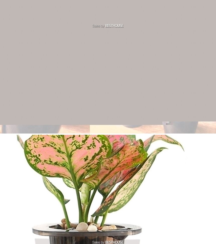 반투명 블랙 저면관수 플라스틱 화분 D13 13x14cm/저면관수화분/급수화분/자동급수화분/원형화분/인테리어