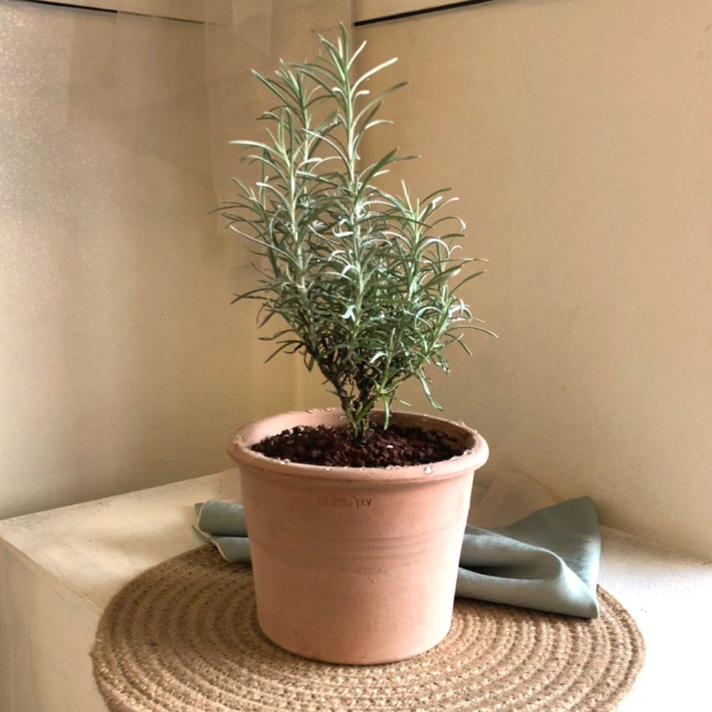 이탈리아 토분.실린더 R13 13x10cm 아레나/화분/흙화분/토분/토분세트/화분세트/인테리어화분/인테리어토분