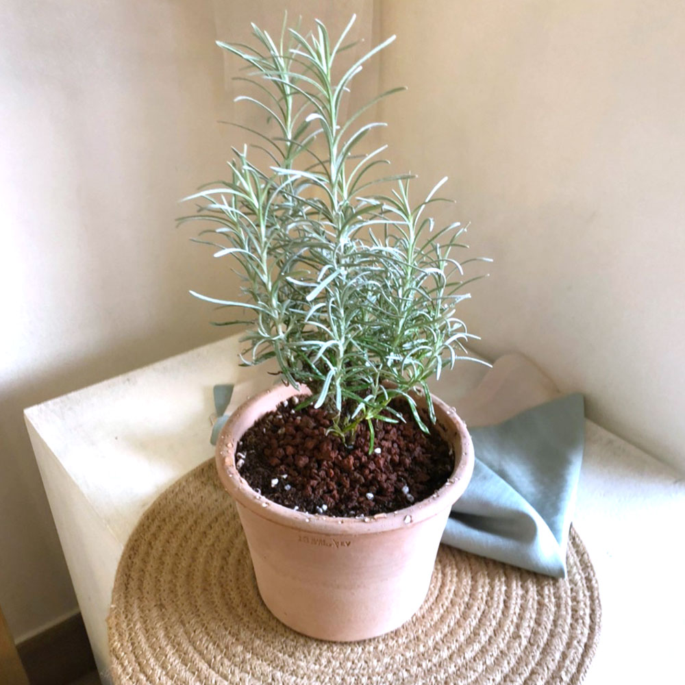 이탈리아 토분.실린더 R13 13x10cm 아레나/화분/흙화분/토분/토분세트/화분세트/인테리어화분/인테리어토분