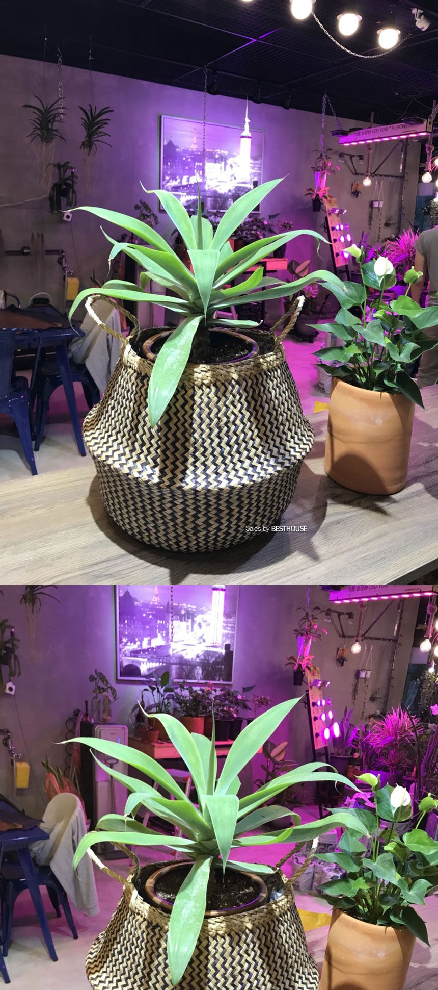 컬러 해초바구니-2중비닐 왕골 화분커버(중형) 22x27cm/화분선물/화초화분/꽃화분/심플한화분/모던한화분/