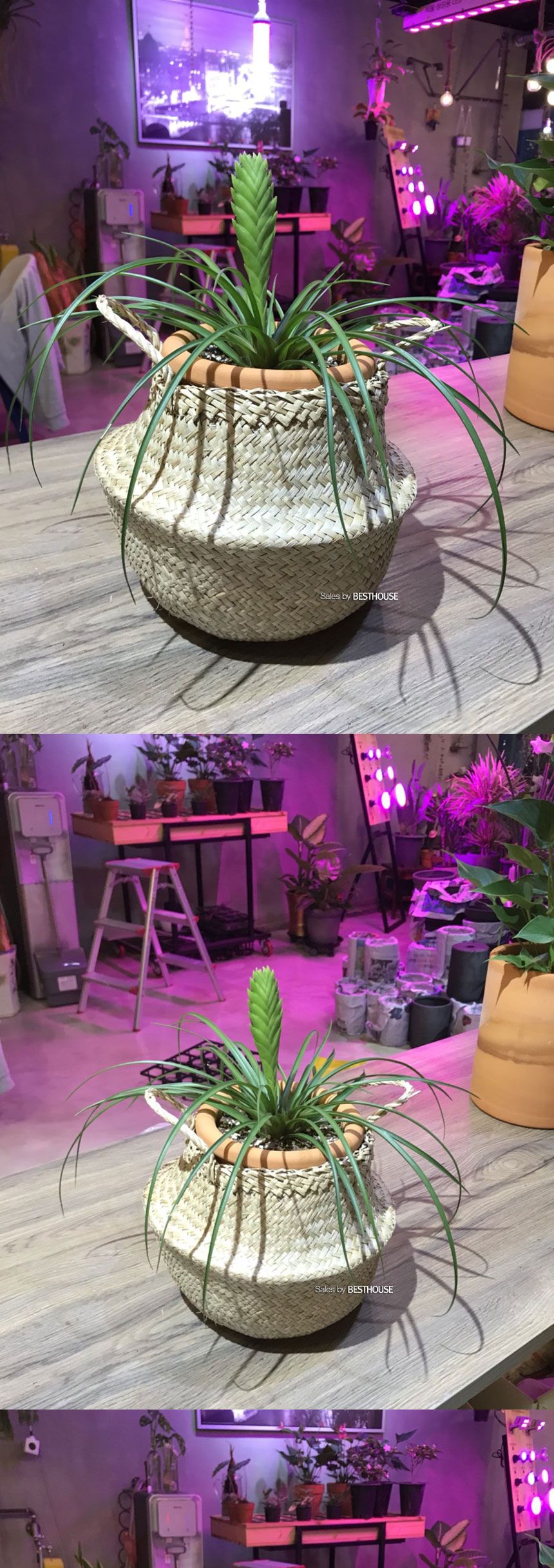 화분바구니-2중 비닐 왕골 화분 커버 (소소형) 19x23cm/화분/정원용품/홈가드닝용품/가드닝용품/가정용화분