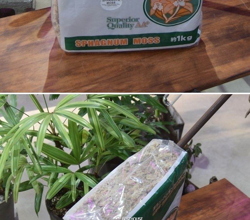천연수태 (1Kg) 건조 압축 수태 토피어리 풍란 난 재배용/수태/압축수태/건조수태/건조압축수태/토피어리재