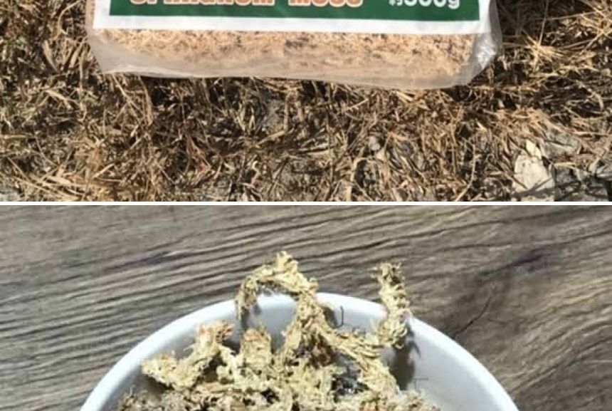 천연수태 (500g) 건조 압축 수태 토피어리 풍란 난 재배용/수태/압축수태/건조수태/건조압축수태/토피어리