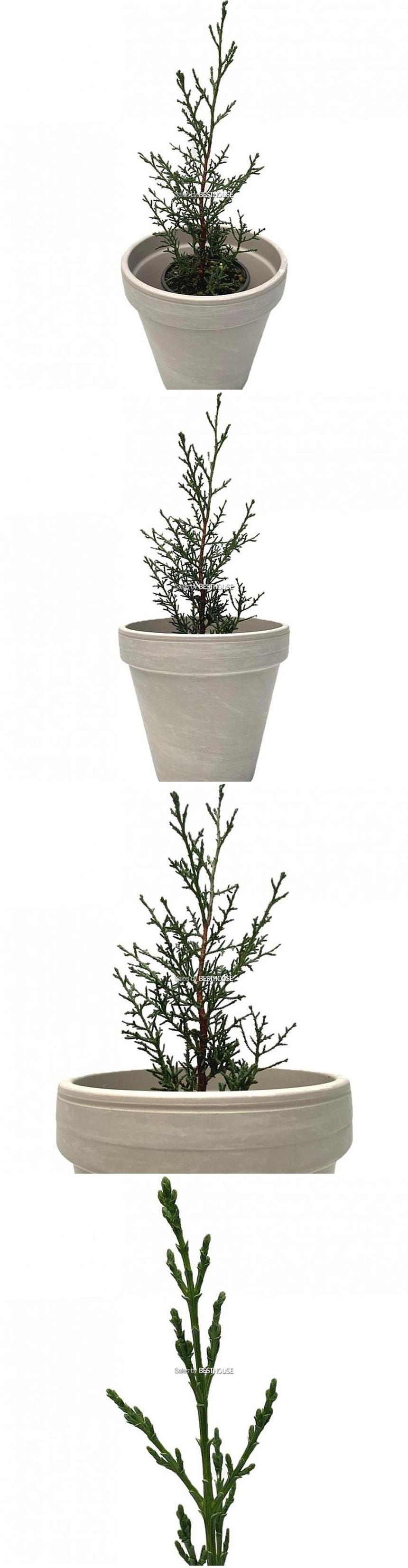 베하몰 실내 화초 사이프러스 조경수 약33cm/사이프러스/사이프러스조경수/조경수/식물/원예/원예장식/식물