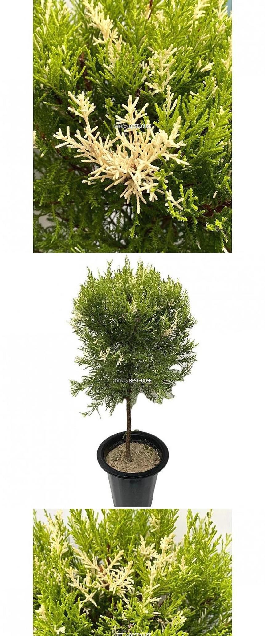 베하몰 눈꽃 율마 외목대 대품 약 85cm/식물/원예/원예장식/식물장식/공기정화식물/눈꽃율마/율마/식용식물