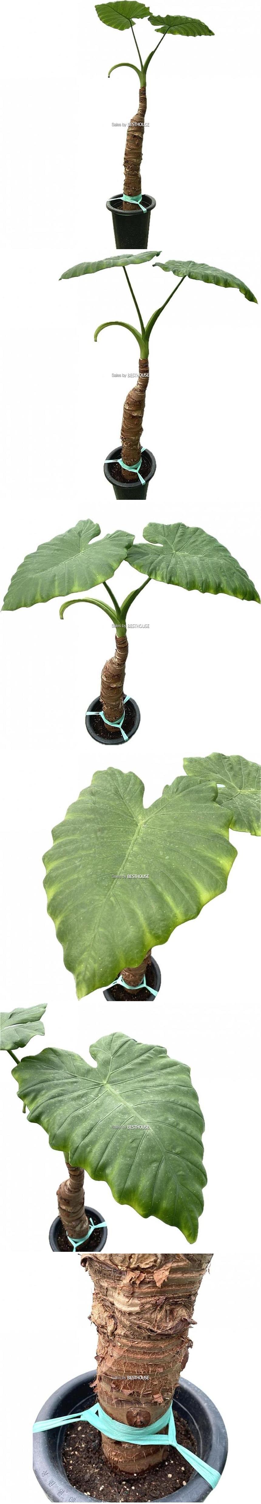 베하몰 실내 화초 알로카시아 대품 약130cm/알로카시아묘목/알로카시아식물/알로카시아/식물/원예/원예장식