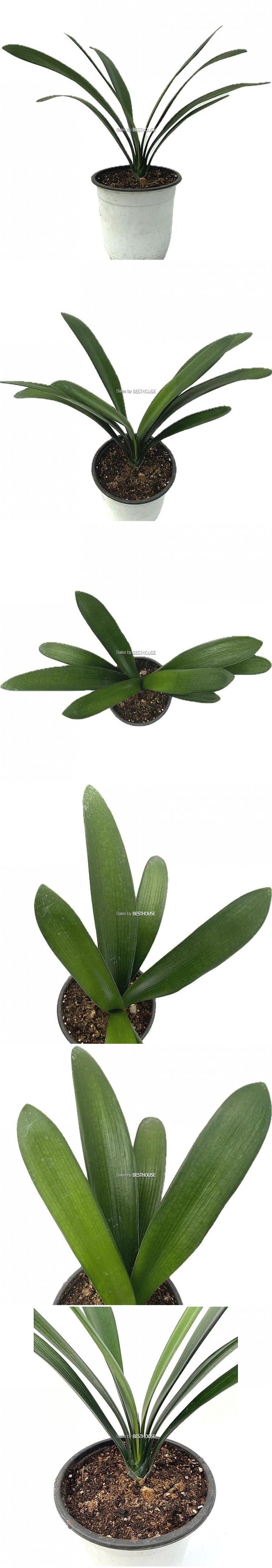 베하몰 실내 화초 군자란 약 36cm/관엽식물/군자란/군자란식물/식물/원예/원예장식/식물장식/장식용식물/인