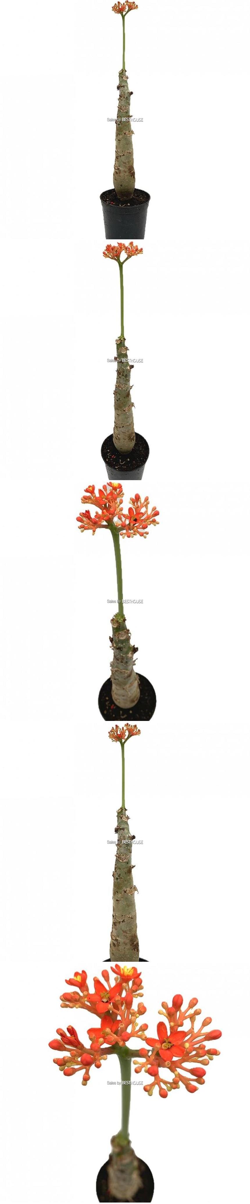 베하몰 실내 화초 자트로파 아프리카 희귀식물 약52cm/아프리카식물/아프리카자트로파/자트로파/식물/원예/