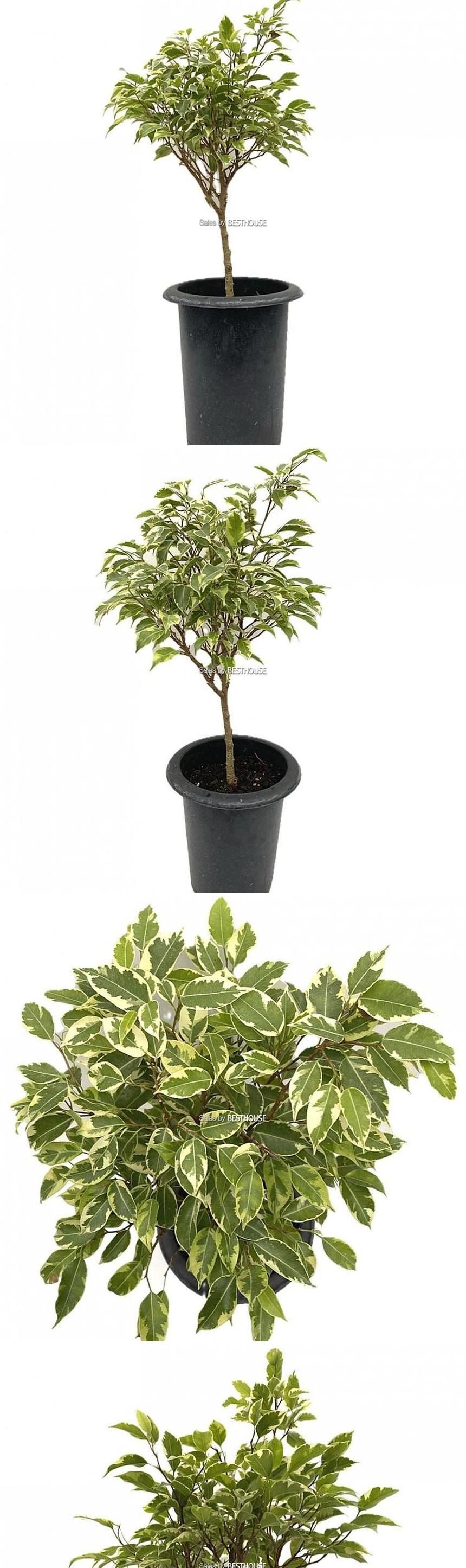 베하몰 실내 화초 나타샤 벤자민 약60cm/나타샤벤자민키우기/나타샤벤자민/벤자민/식물/원예/원예장식/식물