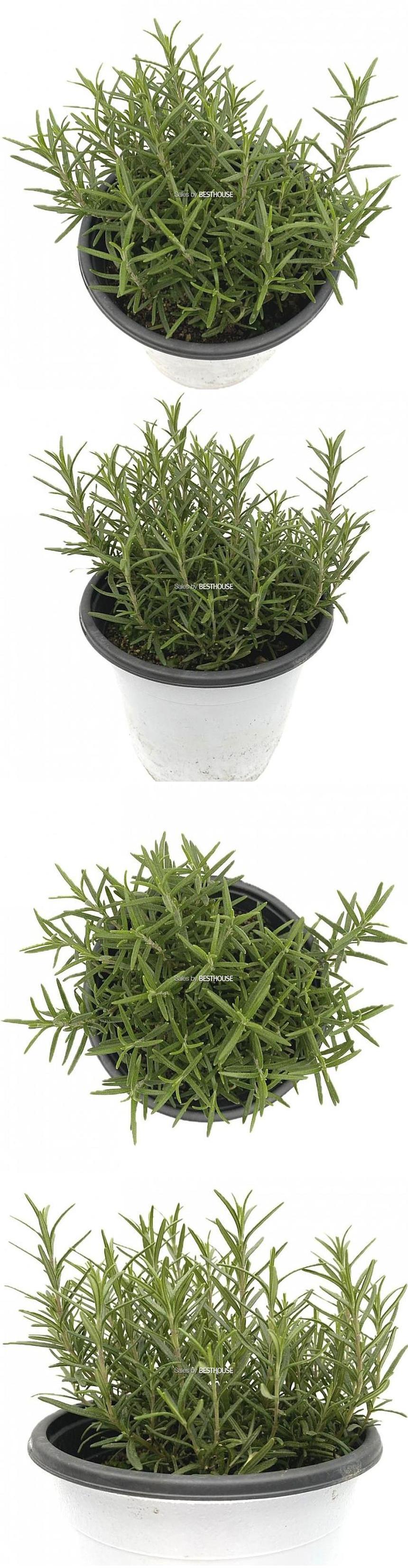 베하몰 실내 화초 로즈마리 중품 허브 약25cm/로즈마리/로즈마리허브/허브재배/식물재배/식물키우기/식물기