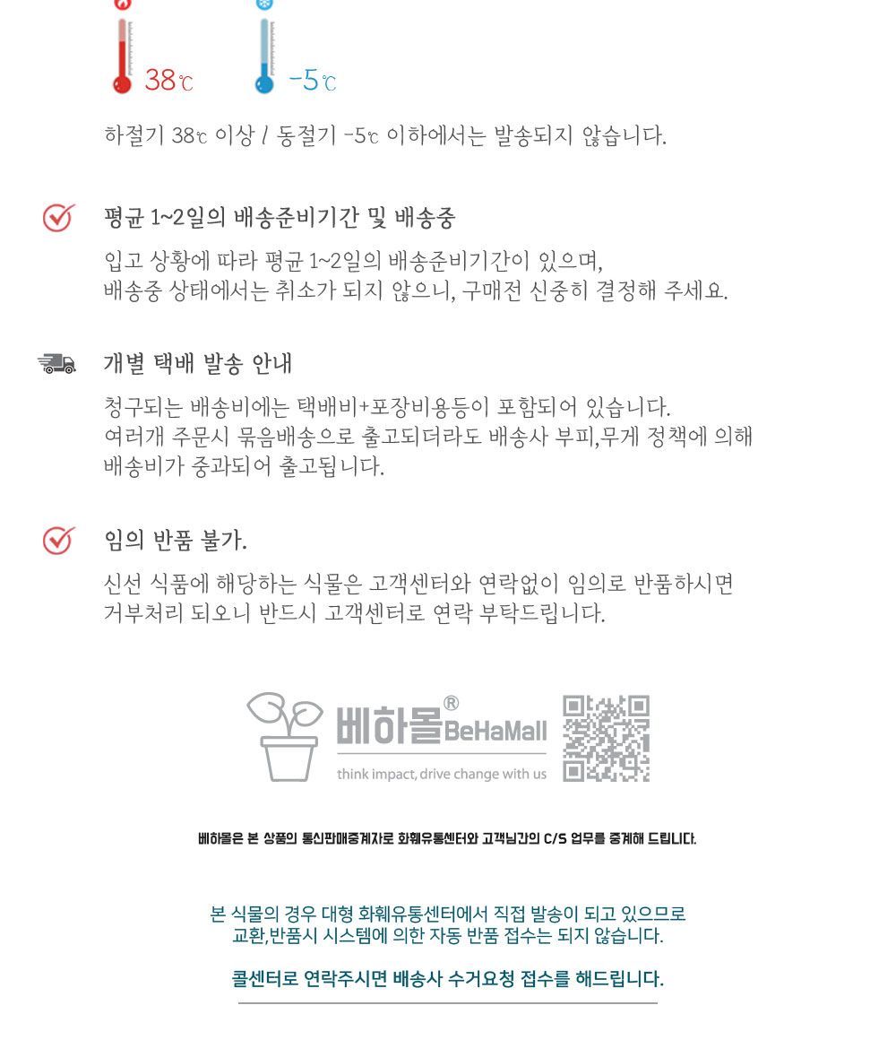 베하몰 실내 화초 로즈마리 중품 허브 약25cm/로즈마리/로즈마리허브/허브재배/식물재배/식물키우기/식물기