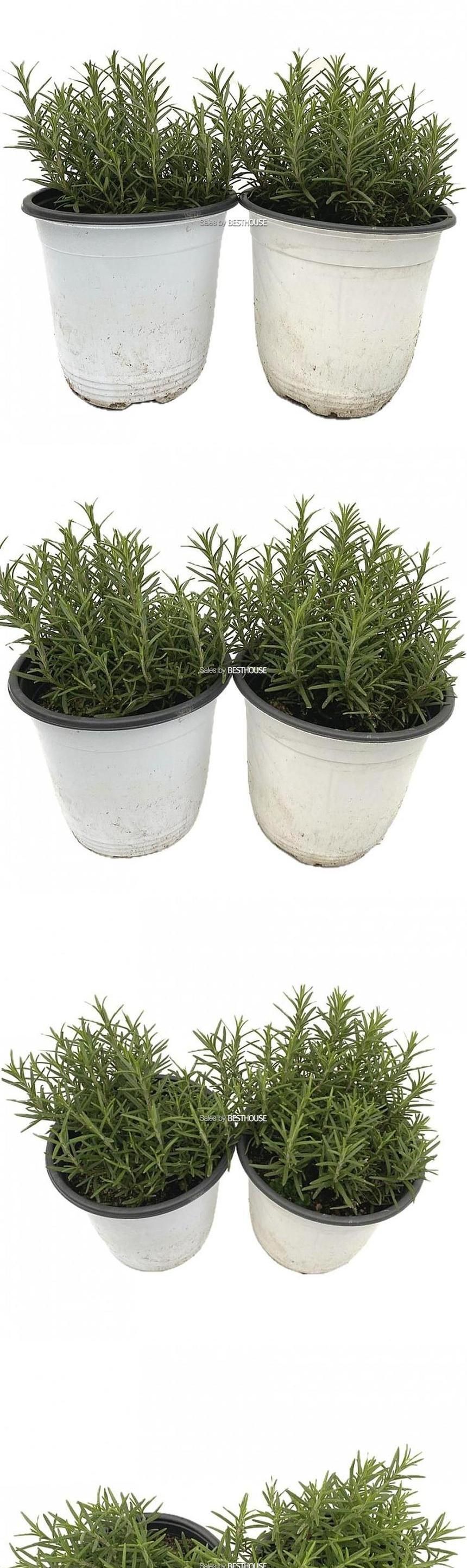 베하몰 실내 화초 1+1 로즈마리 중품 허브 약25cm/로즈마리/로즈마리허브/허브재배/식물재배/식물키우기/식