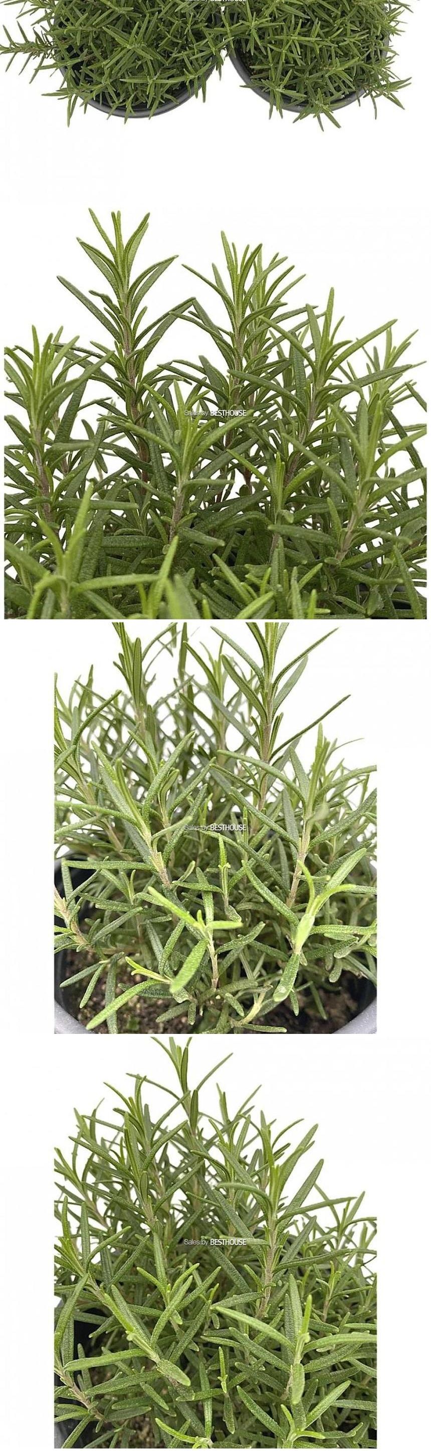 베하몰 실내 화초 1+1 로즈마리 중품 허브 약25cm/로즈마리/로즈마리허브/허브재배/식물재배/식물키우기/식
