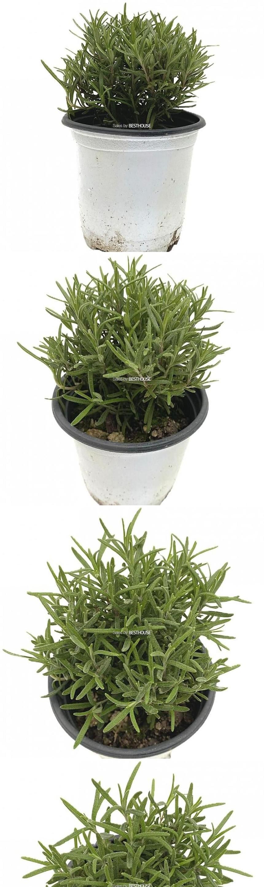 베하몰 실내 화초 로즈마리 허브 약7cm/로즈마리/로즈마리허브/허브재배/식물재배/식물키우기/식물기르기/