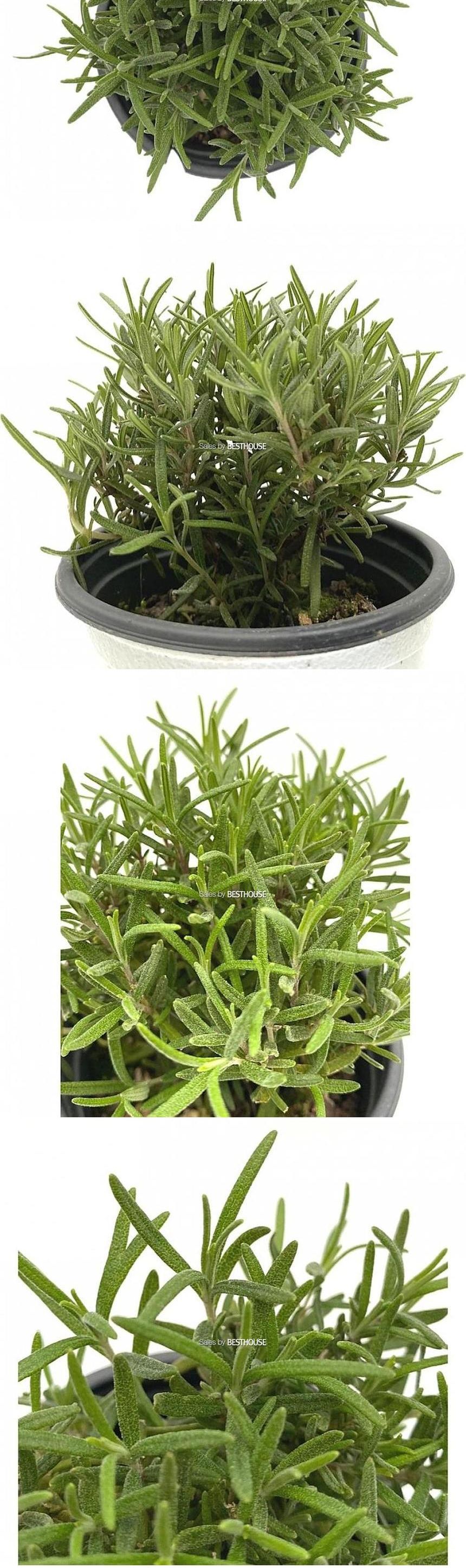 베하몰 실내 화초 로즈마리 허브 약7cm/로즈마리/로즈마리허브/허브재배/식물재배/식물키우기/식물기르기/