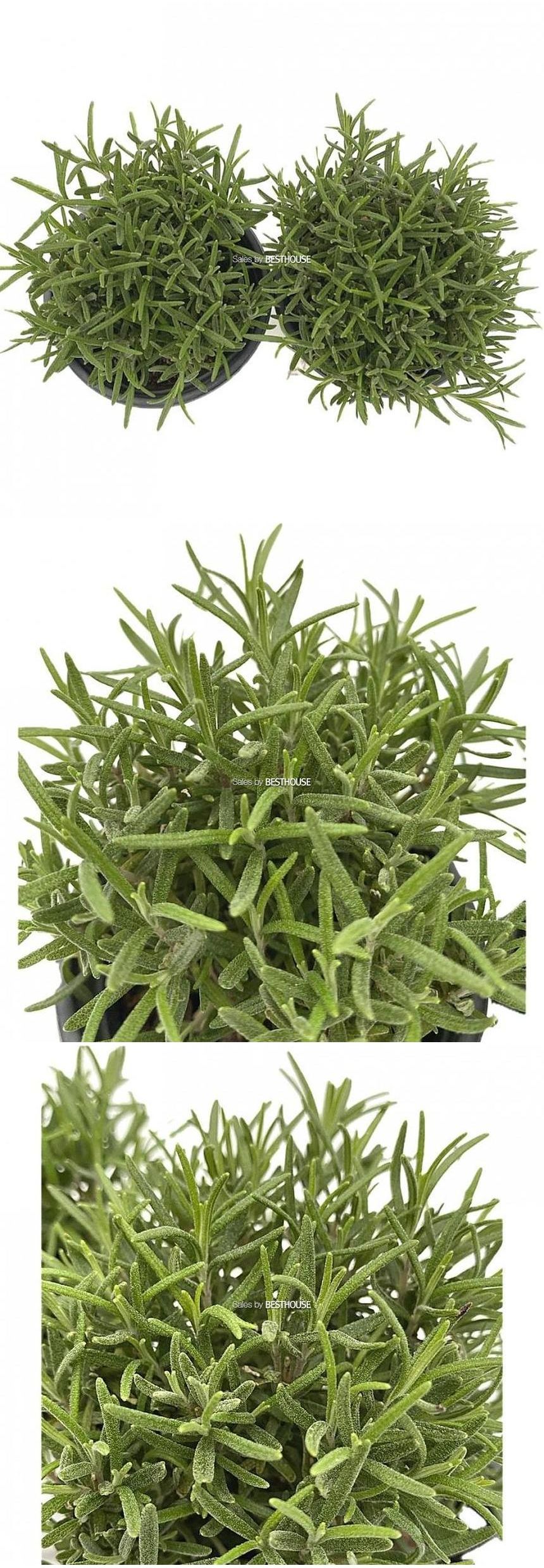 베하몰 실내 화초 1+1 로즈마리 허브 약7cm/로즈마리/로즈마리허브/허브재배/식물재배/식물키우기/식물기르