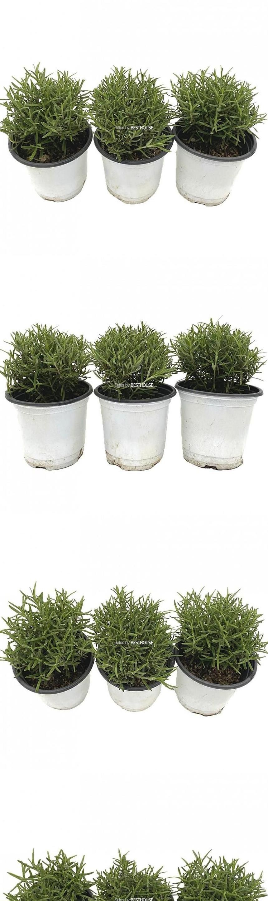 베하몰 실내 화초 1+1+1 로즈마리 소품 허브 약7cm/로즈마리/로즈마리허브/허브재배/식물재배/식물키우기/