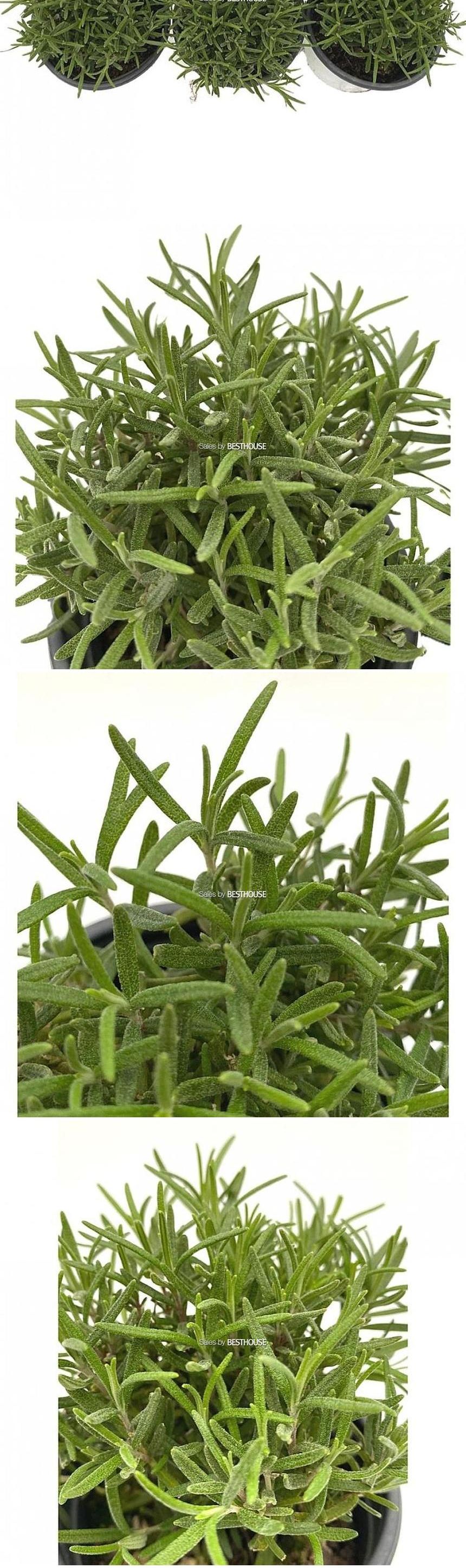 베하몰 실내 화초 1+1+1 로즈마리 소품 허브 약7cm/로즈마리/로즈마리허브/허브재배/식물재배/식물키우기/
