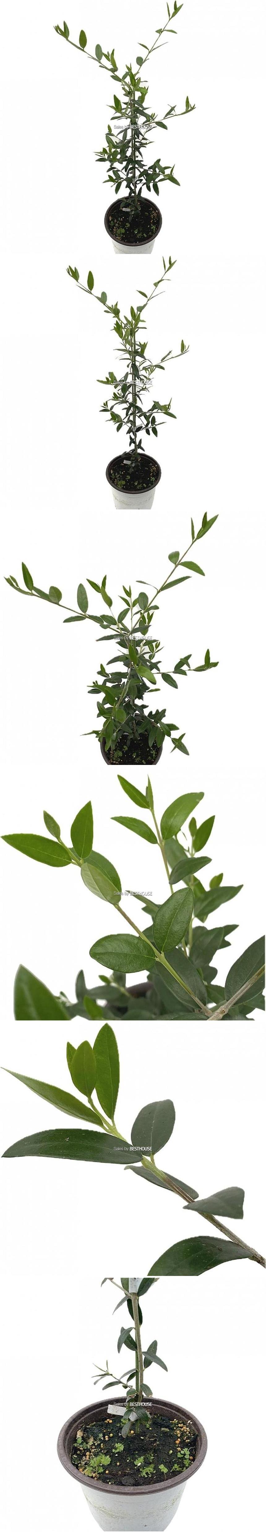 베하몰 실내 화초 올리브 나무 최상급 약61cm/올리브/올리브나무/올리브나무키우기/식물/원예/원예장식/식