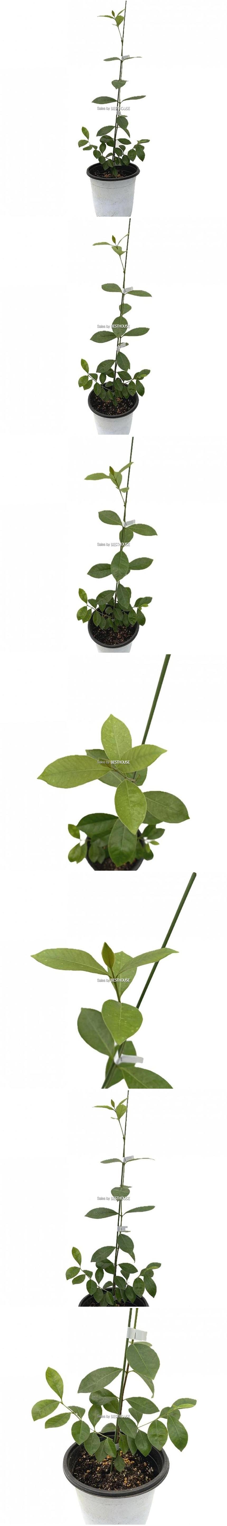 베하몰 실내 화초 구아바 나무 약54cm/구아바나무/구아바/구아바나무키우기/식물/원예/원예장식/식물장식/